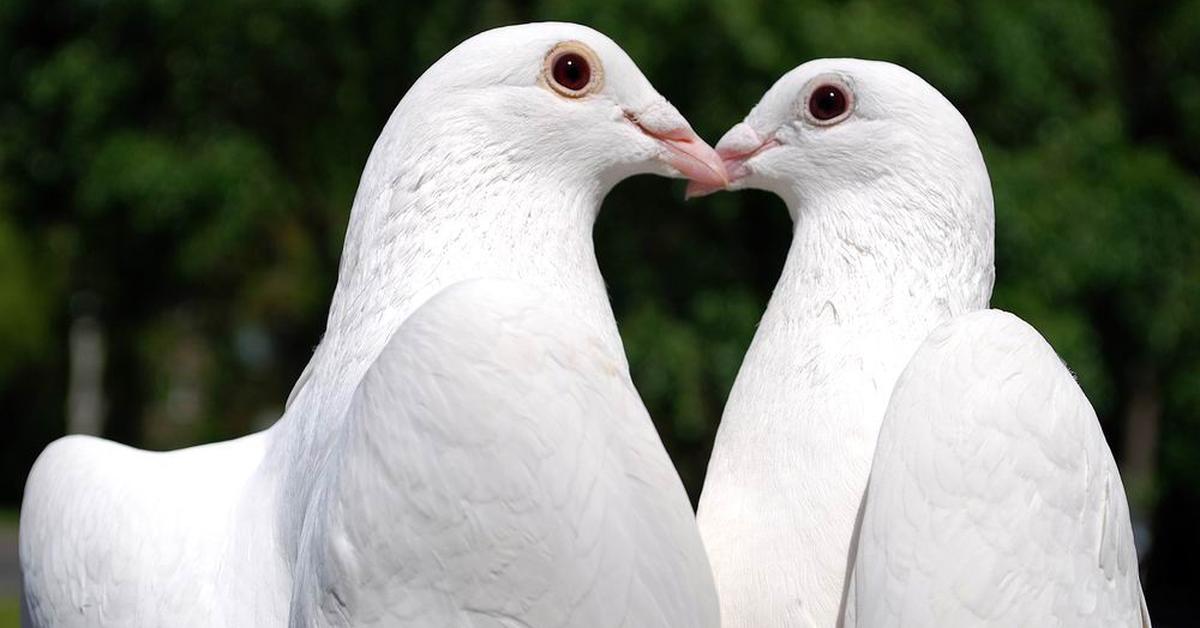 Elegant portrayal of the Pigeon, also known as Cobitidae.