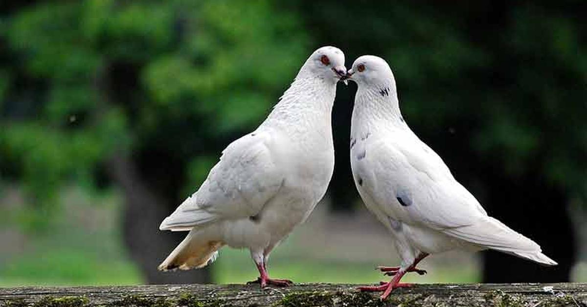 Natural elegance of the Pigeon, scientifically termed Cobitidae.