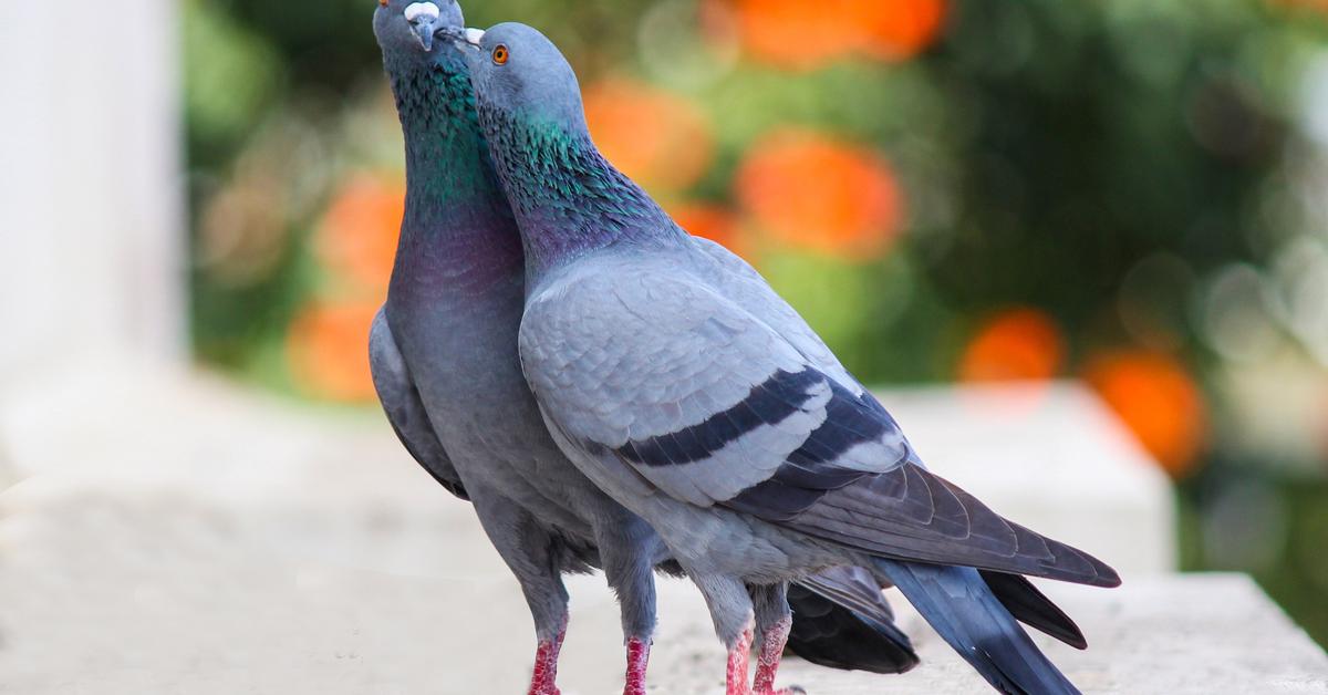 Elegant portrayal of the Pigeon, also known as Cobitidae.