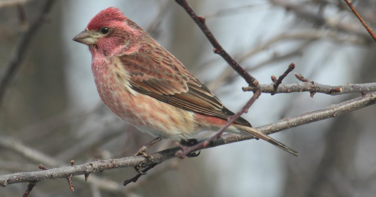 Photographic depiction of the unique Purple Finch, locally called Burung Kecici Ungu.