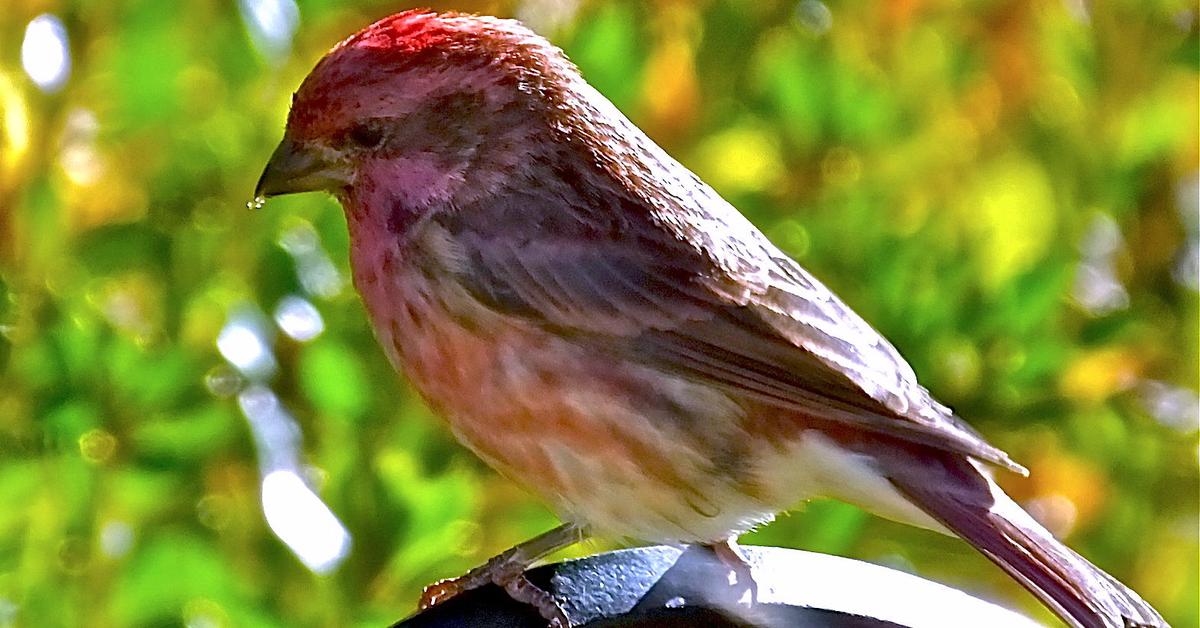 The elegant Purple Finch (Haemorhous purpureus), a marvel of nature.