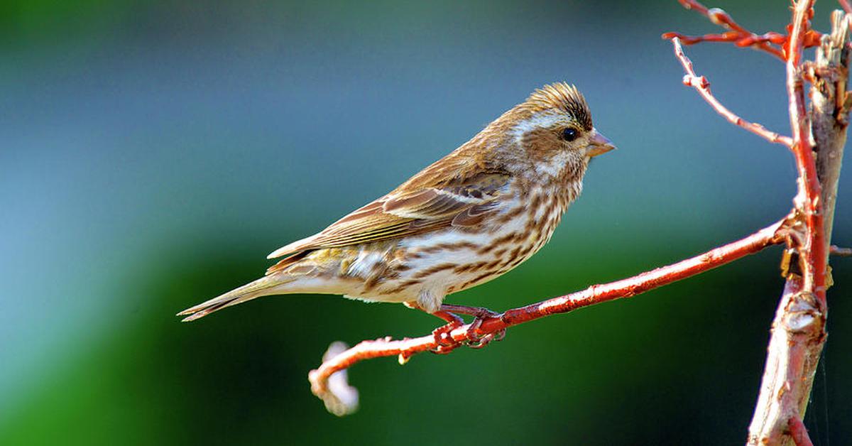 Captured beauty of the Purple Finch, or Haemorhous purpureus in the scientific world.