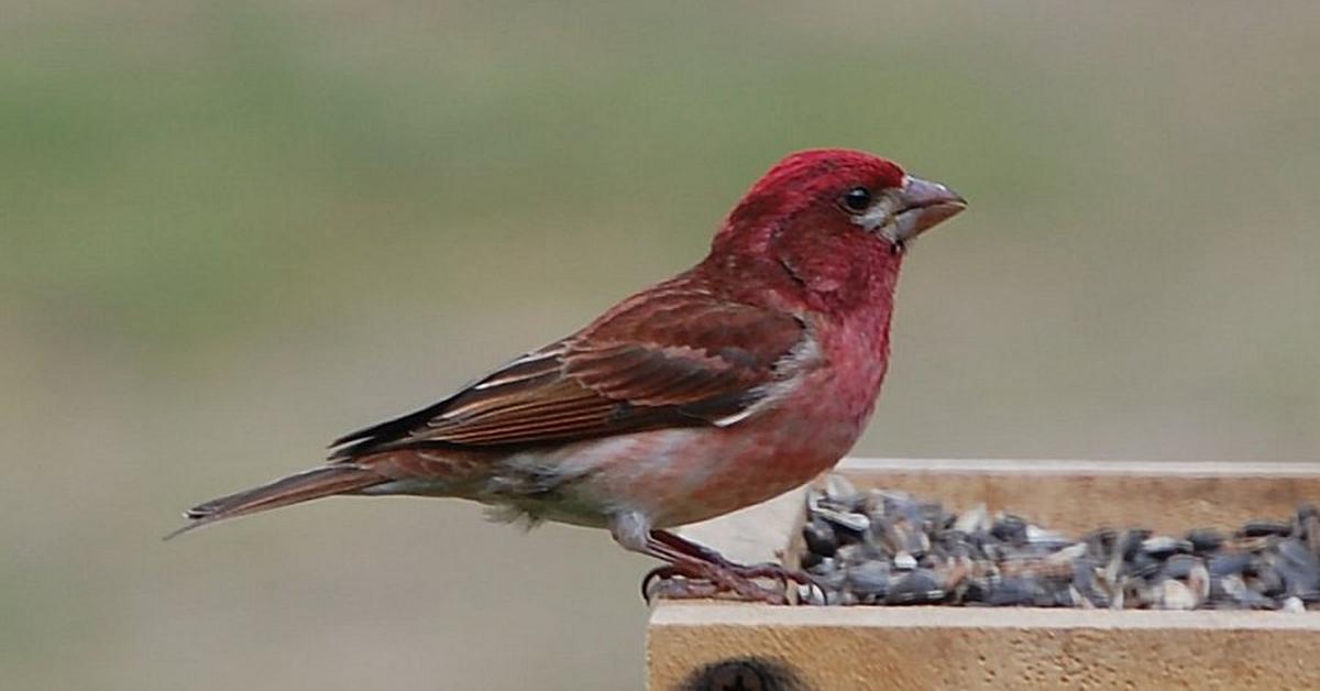 The fascinating Purple Finch, scientifically known as Haemorhous purpureus.