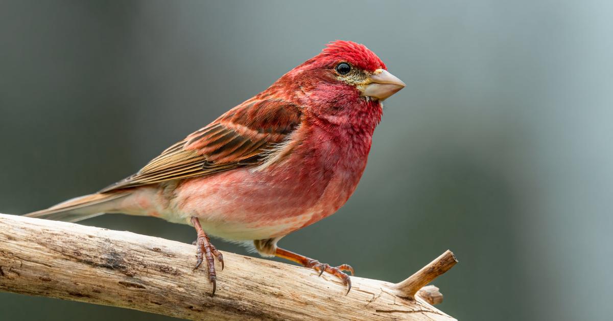 The Purple Finch in its natural beauty, locally called Burung Kecici Ungu.