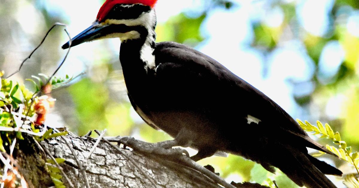 Dynamic image of the Pileated Woodpecker, popularly known in Indonesia as Burung Pelatuk Berjambul.