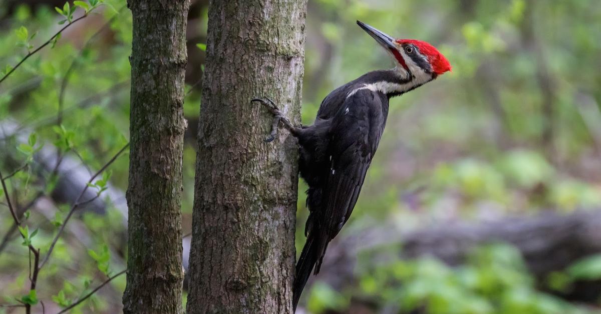 Captured elegance of the Pileated Woodpecker, known in Indonesia as Burung Pelatuk Berjambul.