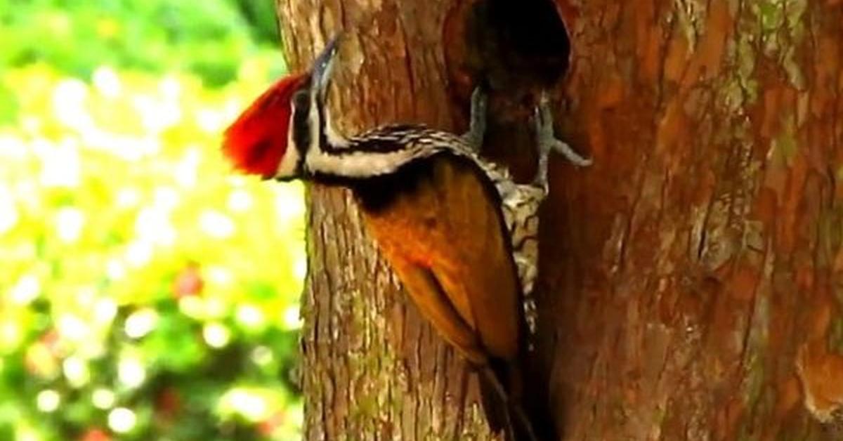 Captivating presence of the Pileated Woodpecker, a species called Dryocopus pileatus.