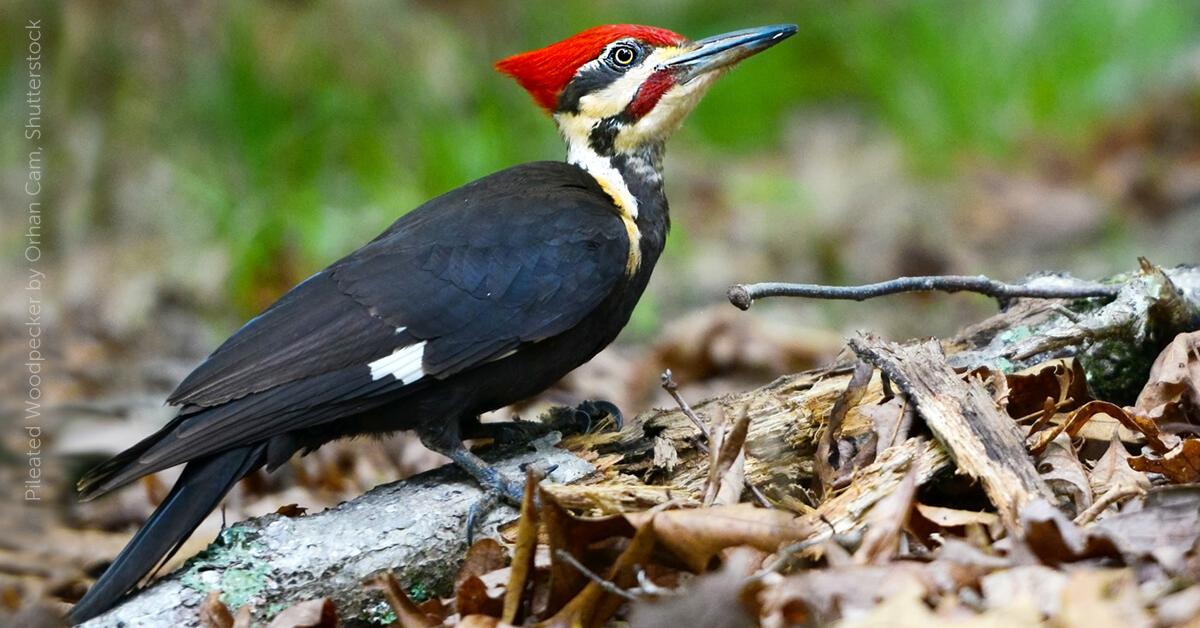 The fascinating Pileated Woodpecker, scientifically known as Dryocopus pileatus.