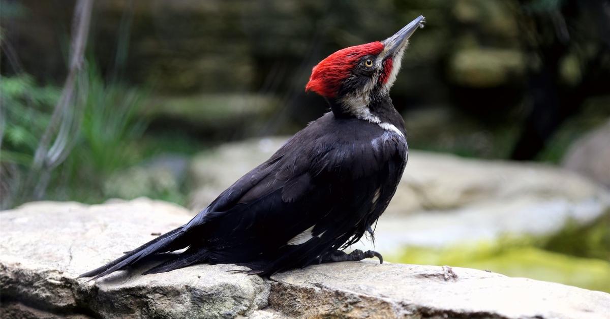 Captured beauty of the Pileated Woodpecker, or Dryocopus pileatus in the scientific world.