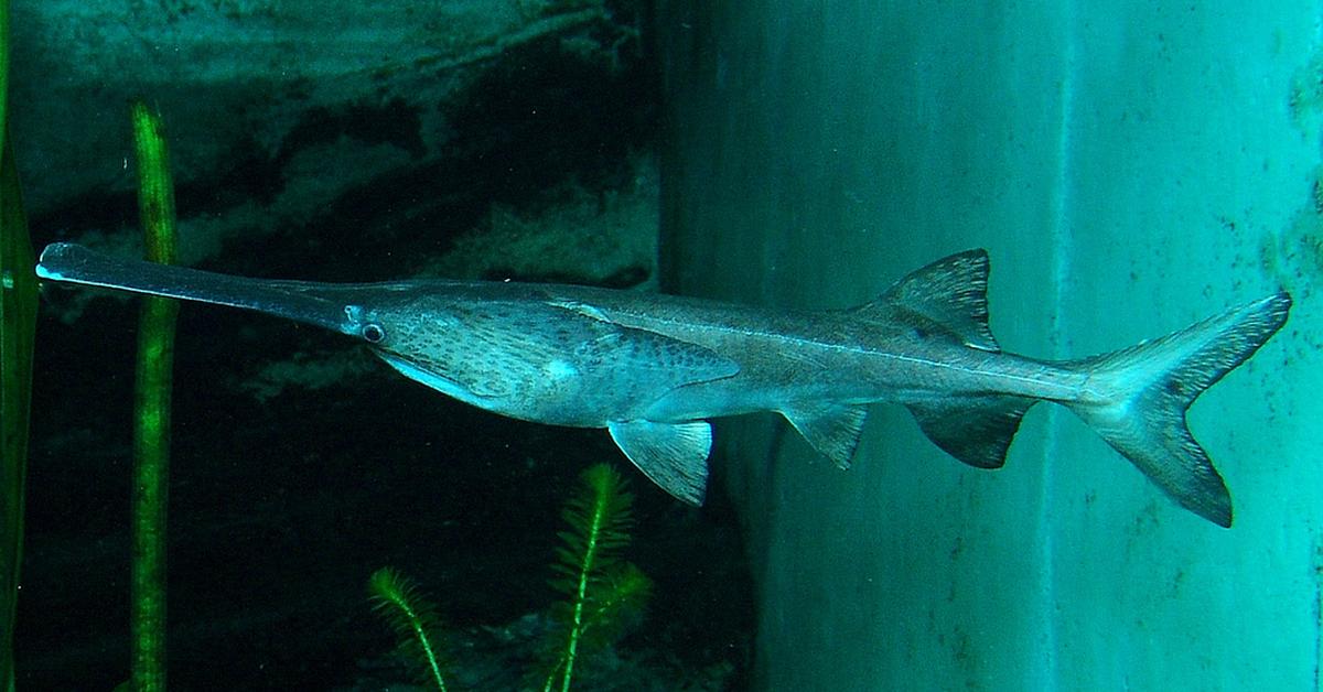 Visual of Paddlefish, or Ikan Paddlefish in Indonesian, showcasing its beauty.