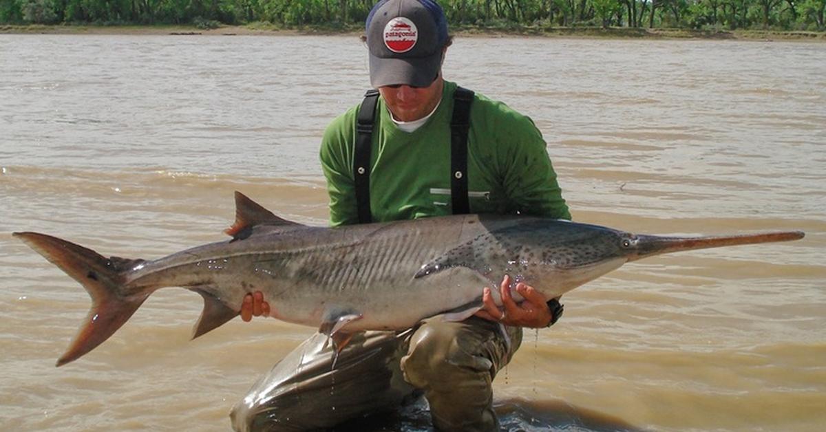 The Paddlefish, a beautiful species also known as Ikan Paddlefish in Bahasa Indonesia.