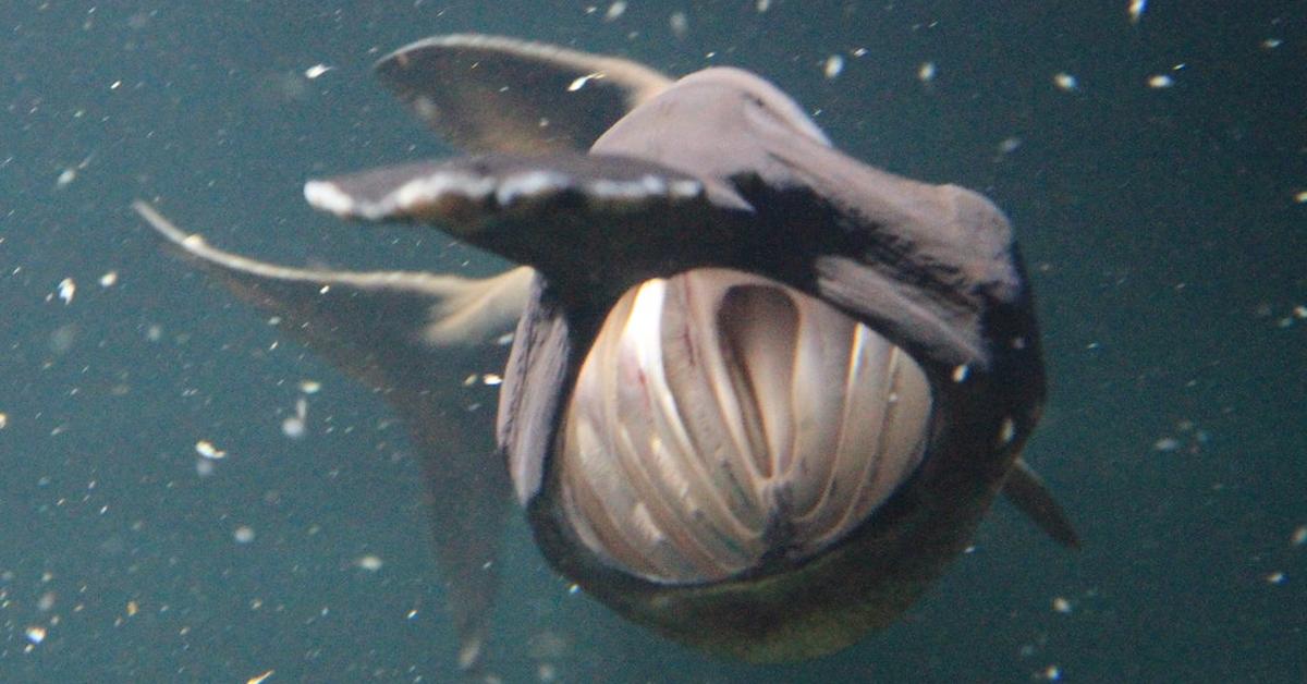 Captured moment of the Paddlefish, in Indonesia known as Ikan Paddlefish.