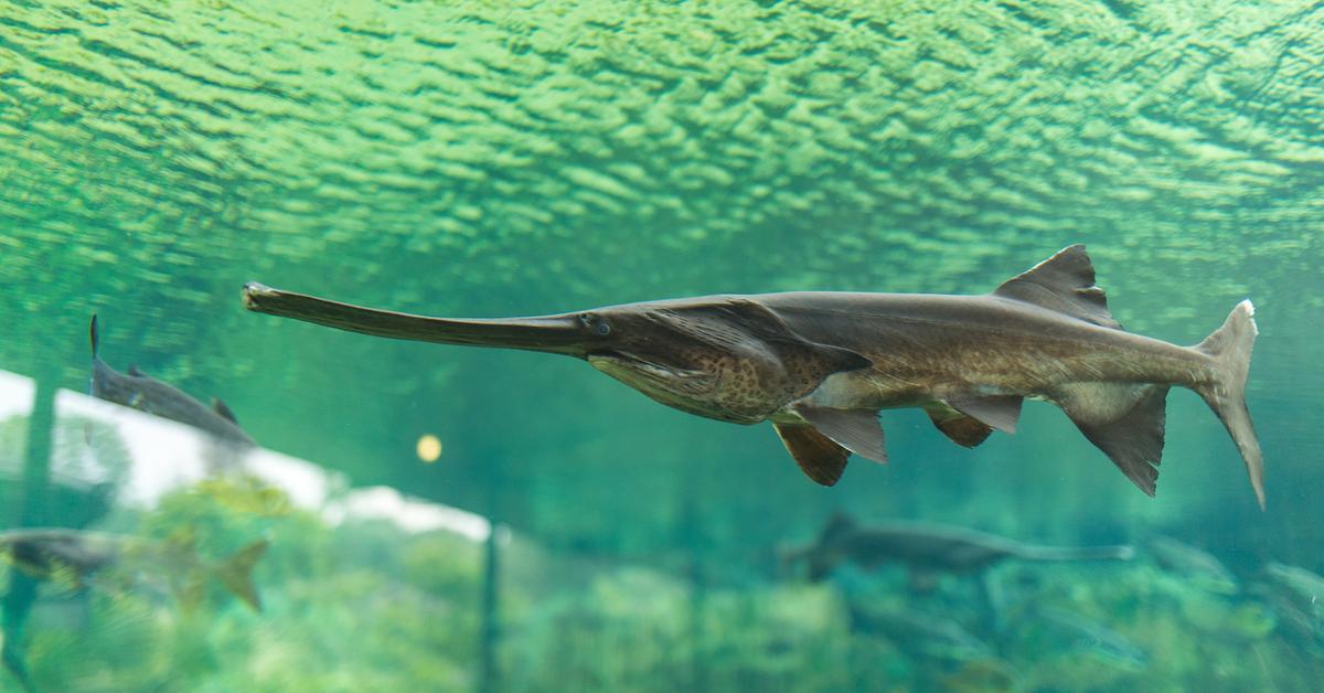 The majestic Paddlefish, also called Ikan Paddlefish in Indonesia, in its glory.