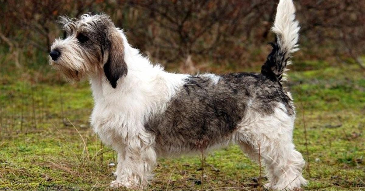 Insightful look at the Petit Basset Griffon Vendéen, known to Indonesians as Anjing Petit Basset Griffon Vendéen.