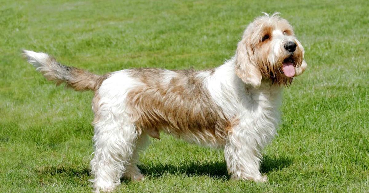 Enchanting Petit Basset Griffon Vendéen, a species scientifically known as Canis lupus.