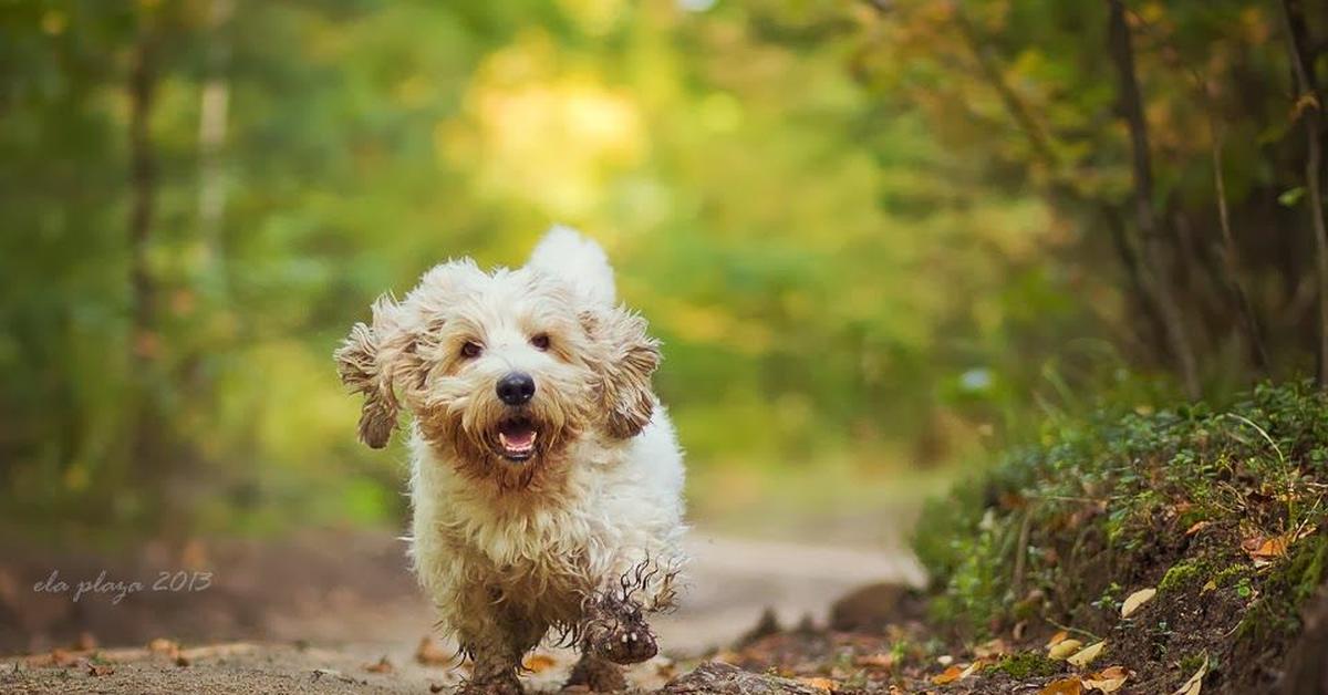 Snapshot of the intriguing Petit Basset Griffon Vendéen, scientifically named Canis lupus.