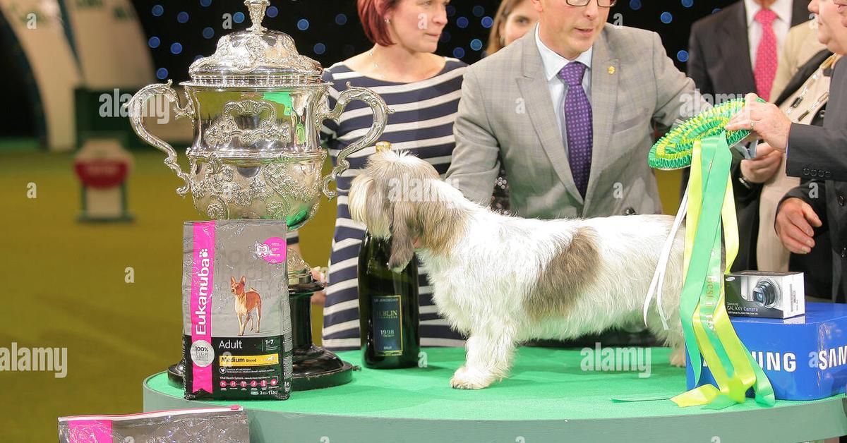 Distinctive Petit Basset Griffon Vendéen, in Indonesia known as Anjing Petit Basset Griffon Vendéen, captured in this image.