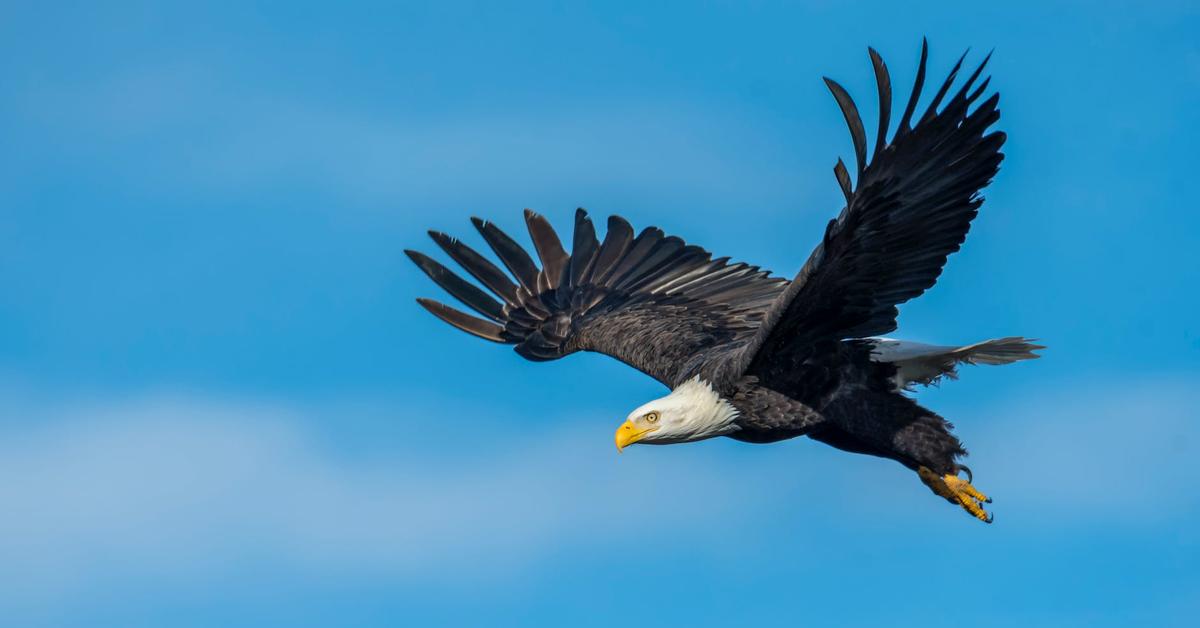 The Peregrine Falcon, an example of Falco peregrinus, in its natural environment.