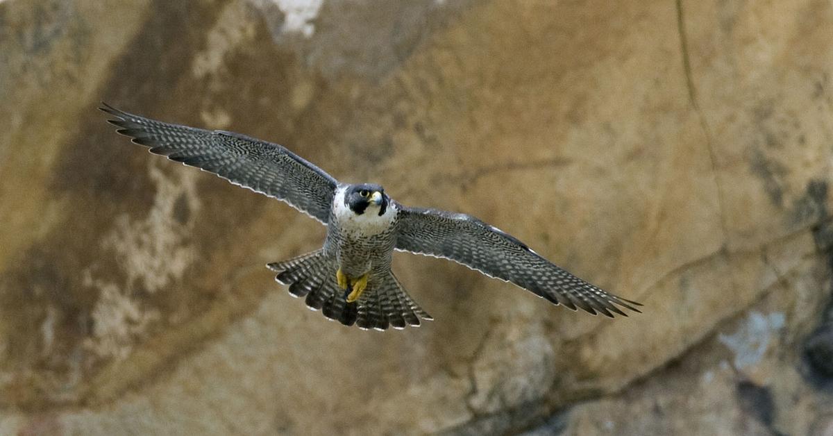 Elegant Peregrine Falcon in its natural habitat, called Elang Peregrine in Indonesia.