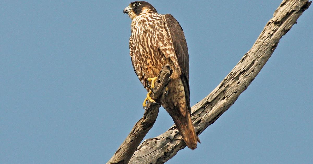 A look at the Peregrine Falcon, also recognized as Elang Peregrine in Indonesian culture.