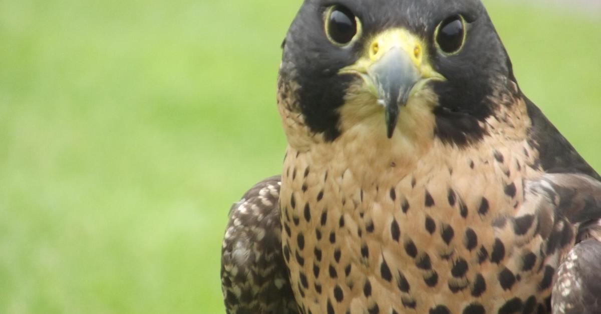 The Peregrine Falcon, a beautiful species also known as Elang Peregrine in Bahasa Indonesia.