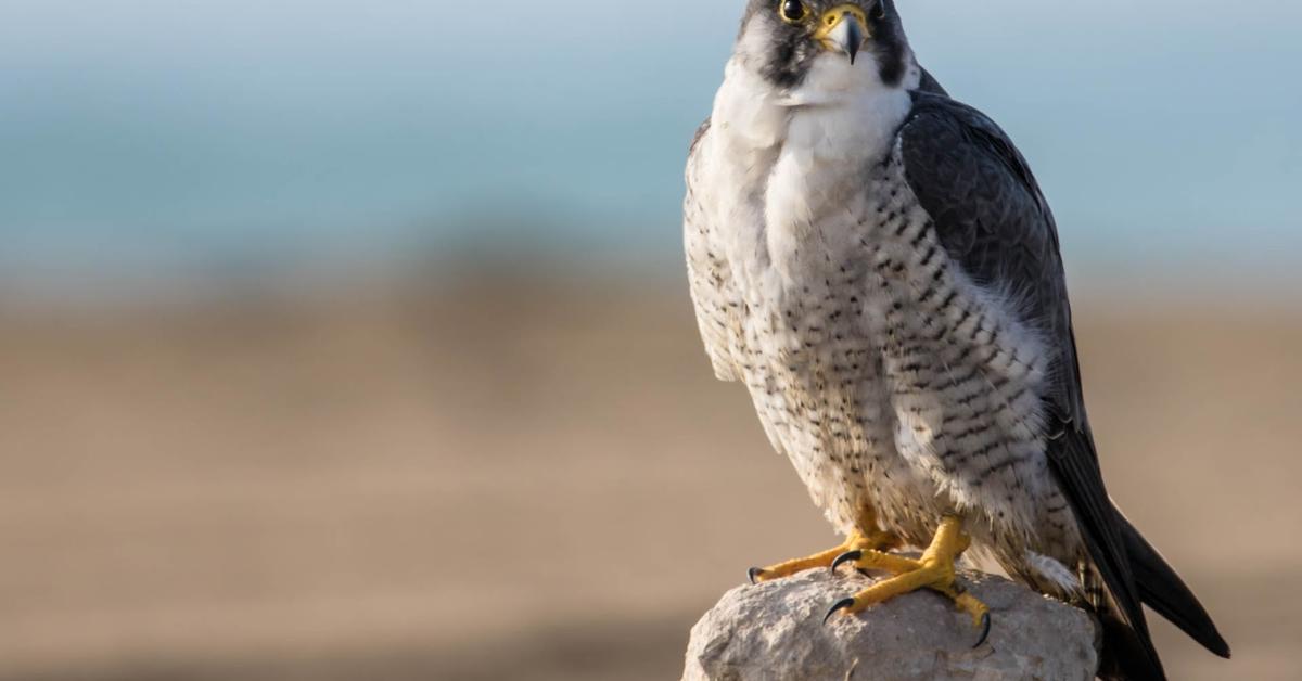 Charming view of the Peregrine Falcon, in Indonesia referred to as Elang Peregrine.