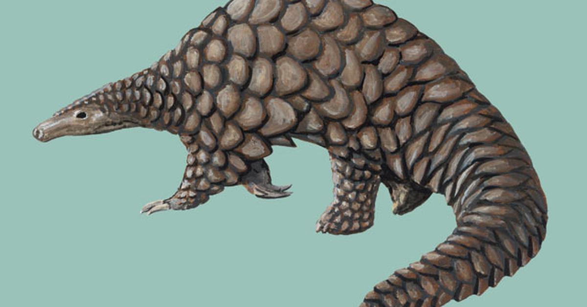 Close encounter with the Pangolin, scientifically called Manidae.