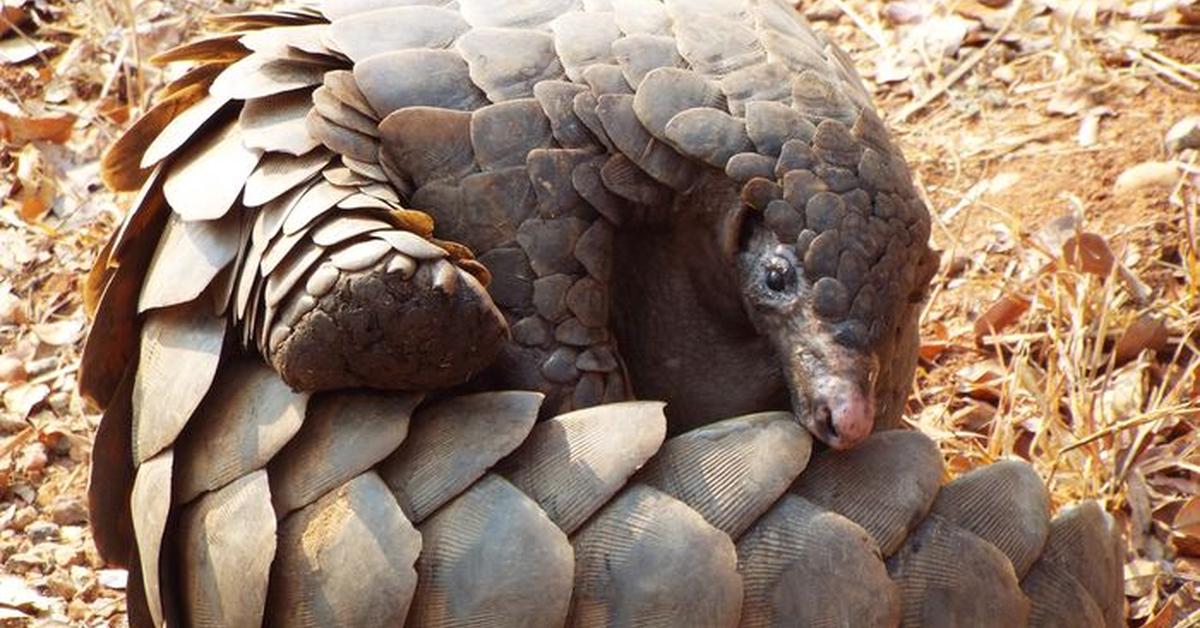 Image of the Pangolin (Manidae), popular in Indonesia as Trenggiling.