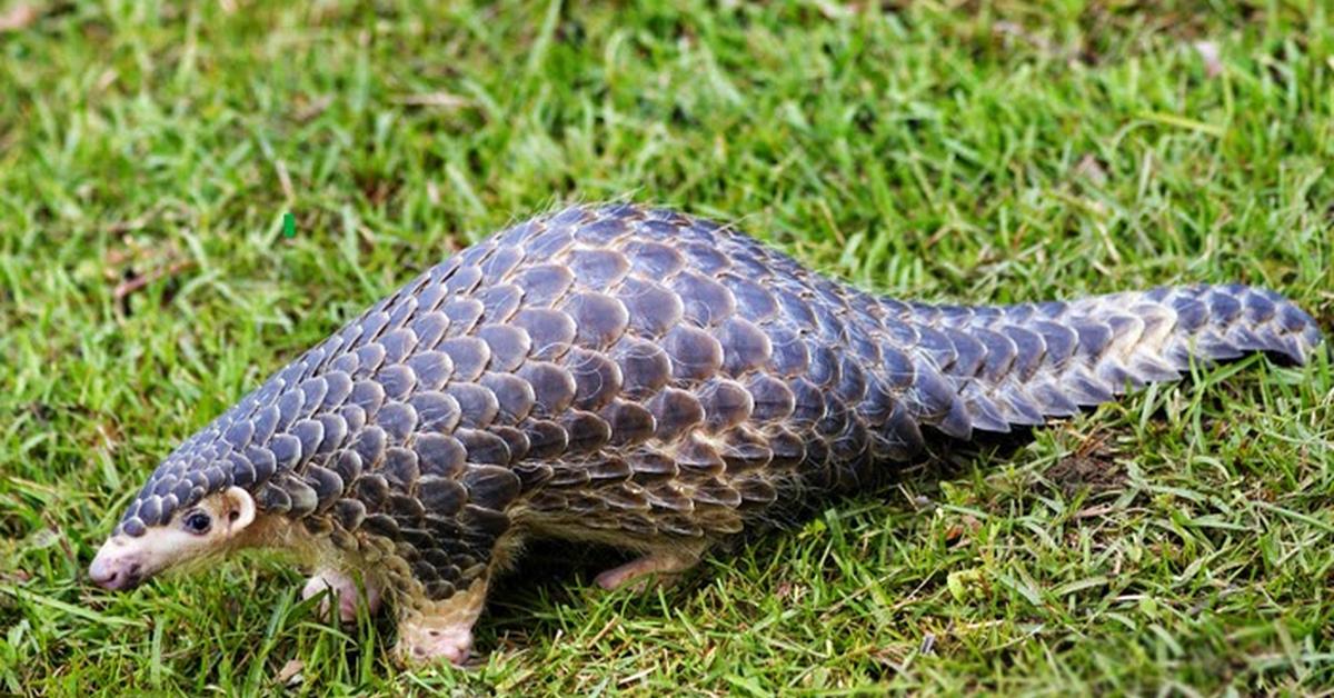 Visual representation of the Pangolin, recognized in Indonesia as Trenggiling.