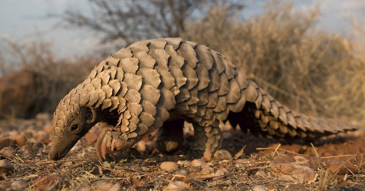 Insightful look at the Pangolin, known to Indonesians as Trenggiling.