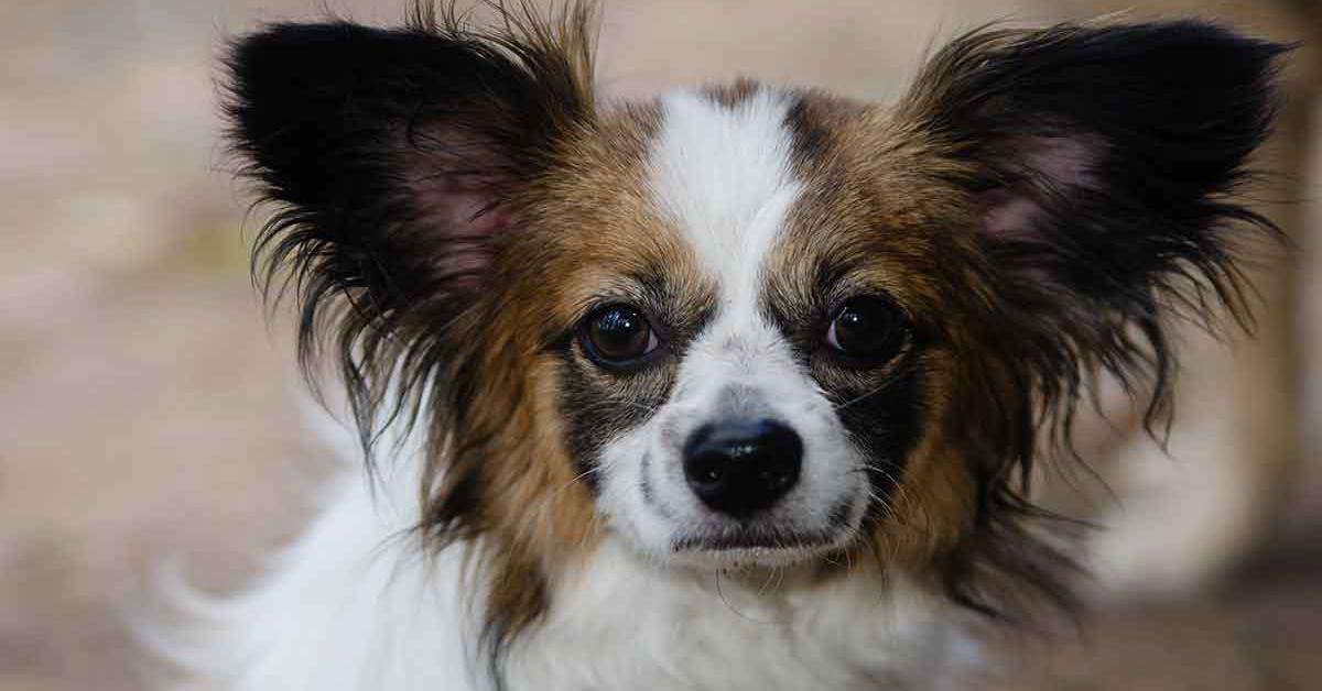 Photograph of the unique Papillon Mix, known scientifically as Canis familiaris.