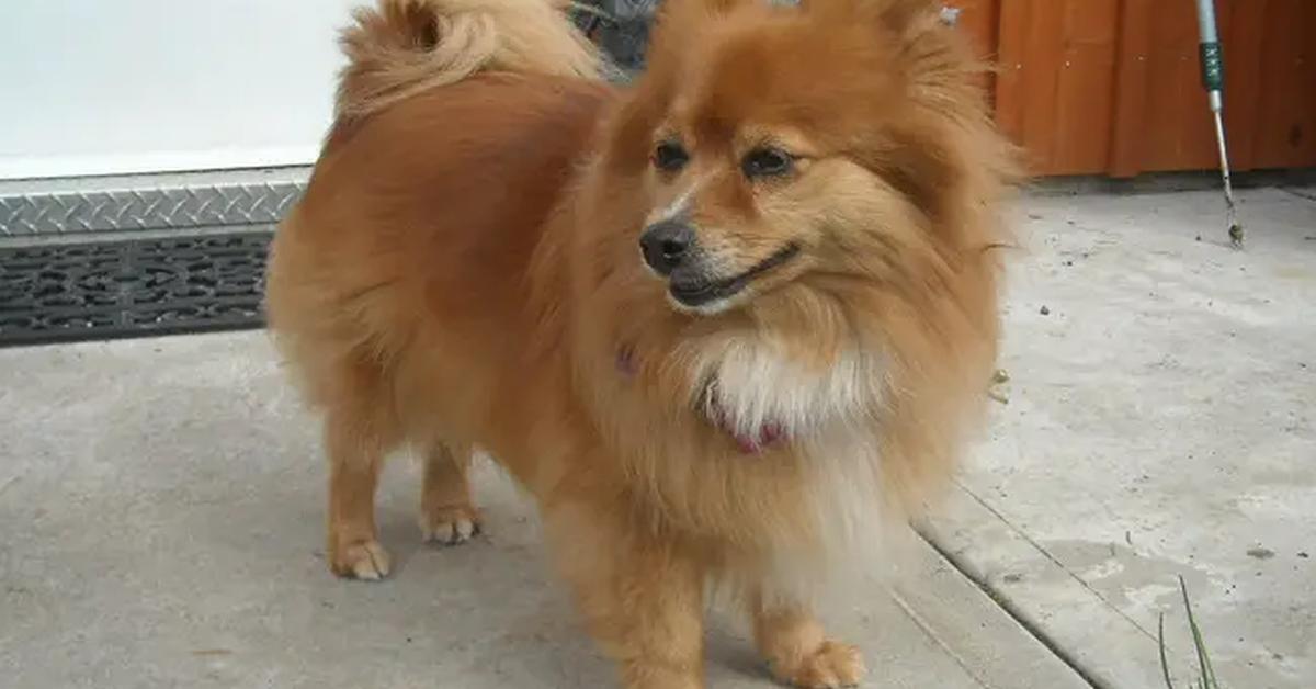 The fascinating Pomeranian Mix, scientifically known as Canis familiaris.