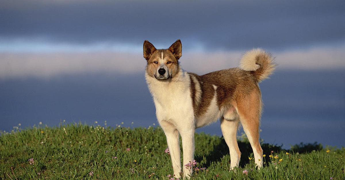 The Pomeranian Mix in its natural beauty, locally called Campuran Pomeranian.