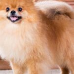 Picture of Pomeranian Mix, known in Indonesia as Campuran Pomeranian.