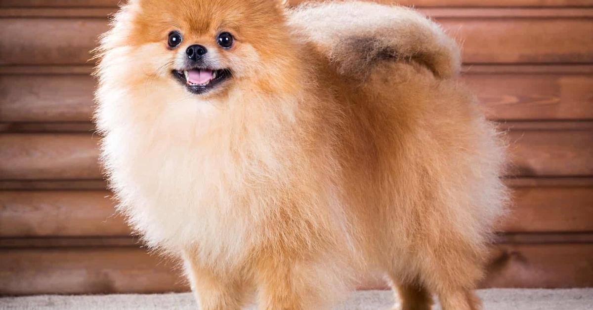 Picture of Pomeranian Mix, known in Indonesia as Campuran Pomeranian.