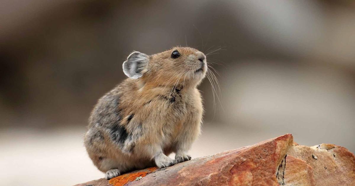 Elegant portrayal of the Pika, also known as Ochotona Minor.