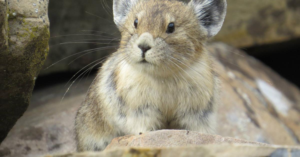 Photograph of the unique Pika, known scientifically as Ochotona Minor.