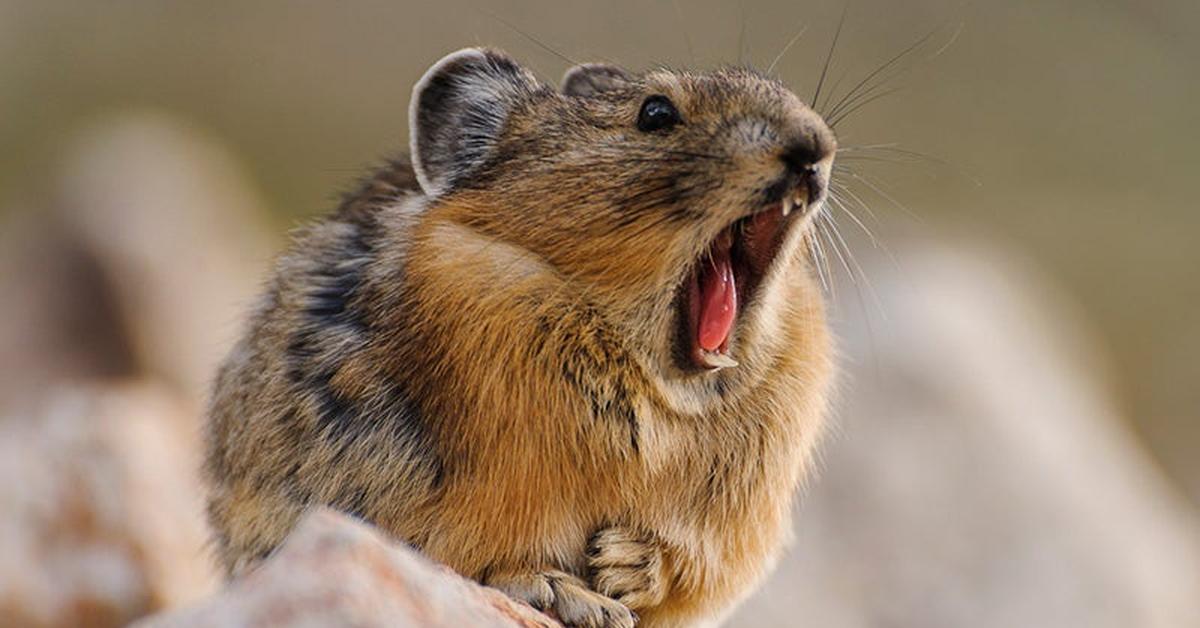 Detailed shot of the Pika, or Ochotona Minor, in its natural setting.