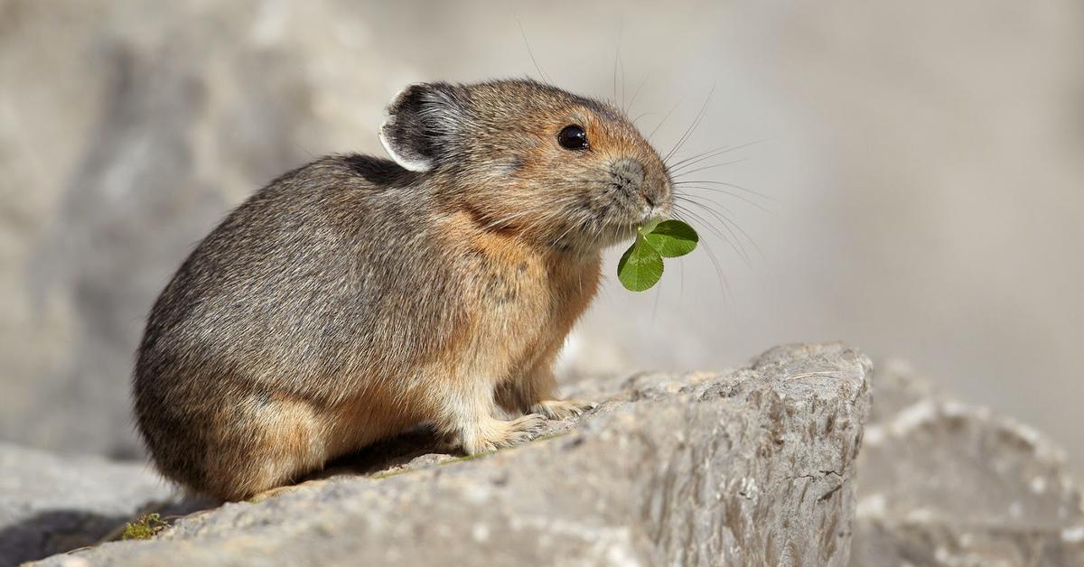 Captivating shot of the Pika, or Pika in Bahasa Indonesia.