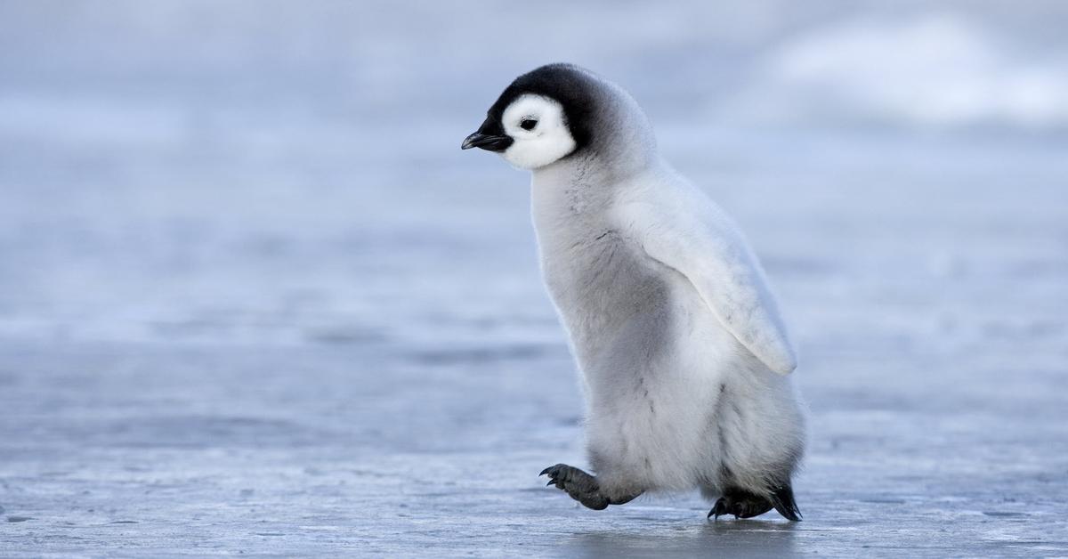 The alluring Penguin, commonly referred to as Pinguin in Bahasa Indonesia.