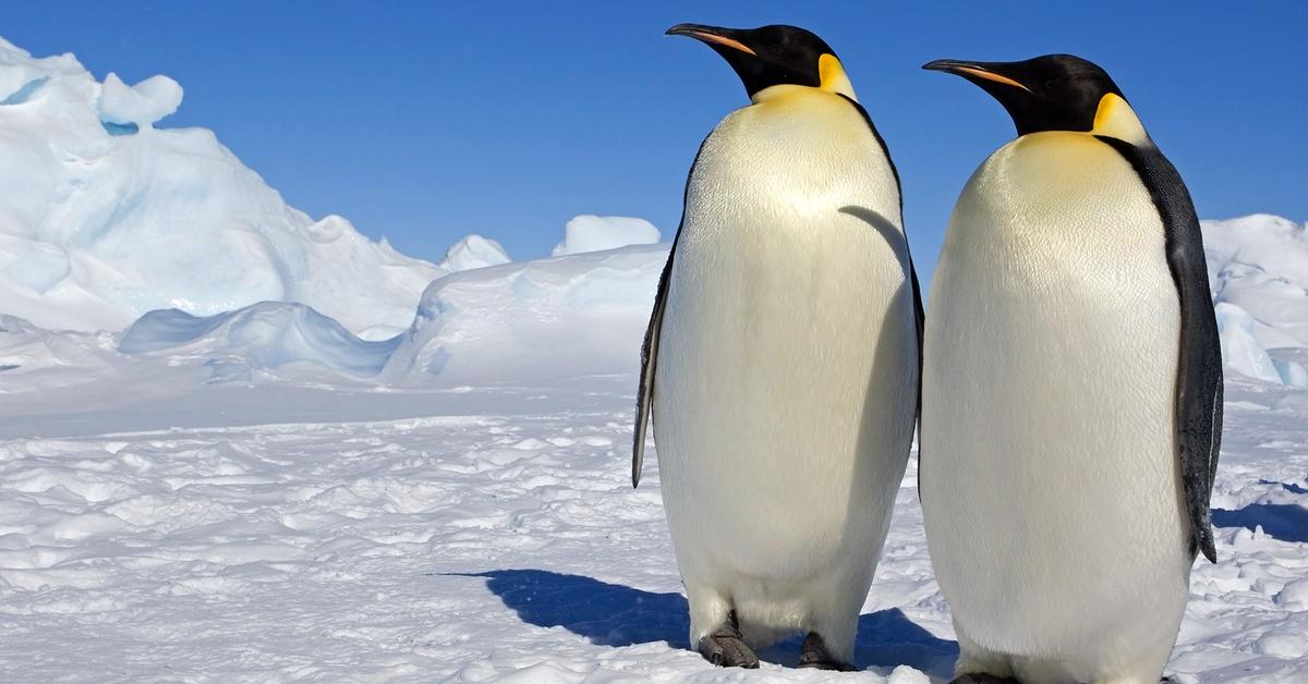 Detailed shot of the Penguin, or Aptenodytes Forsteri, in its natural setting.