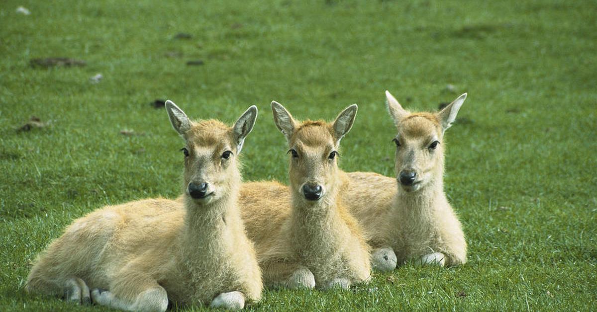 The Père Davids Deer, an example of Elaphurus davidianus, in its natural environment.