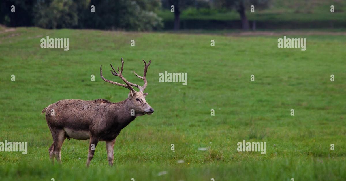 Insightful look at the Père Davids Deer, known to Indonesians as Rusa Père Davids.