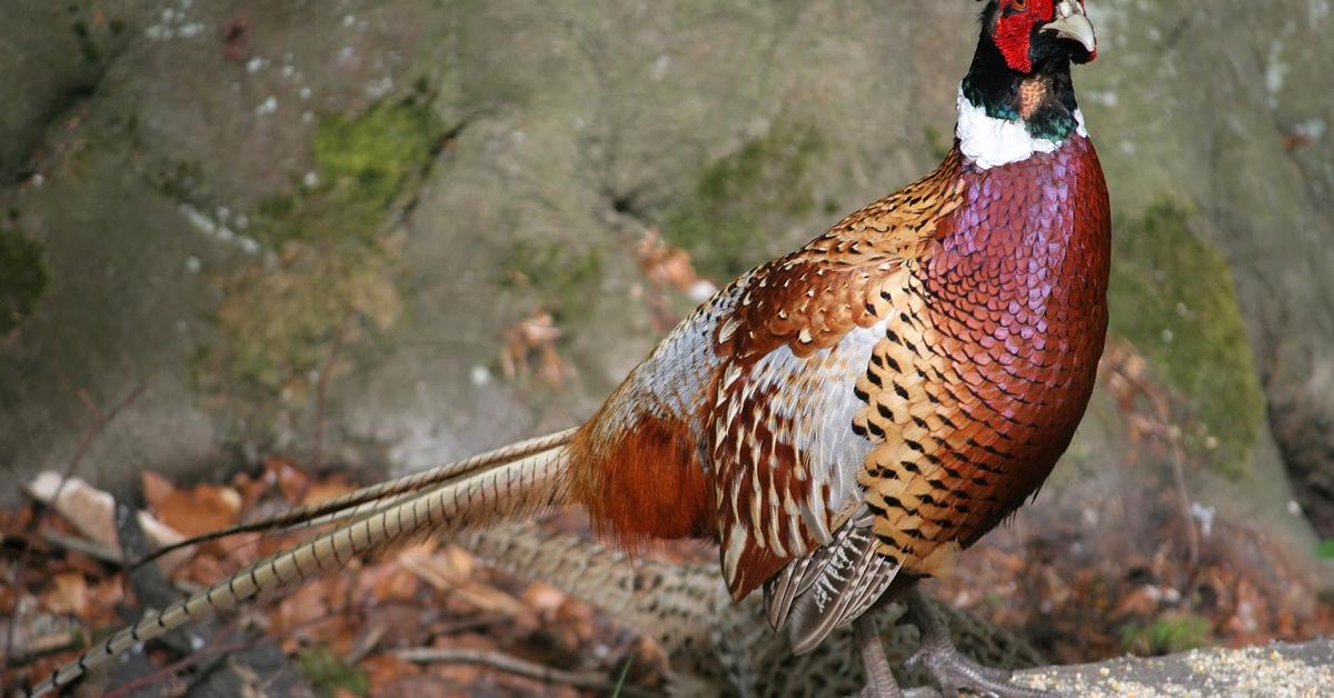 Vivid image of the Pheasant, or Faisan in Indonesian context.