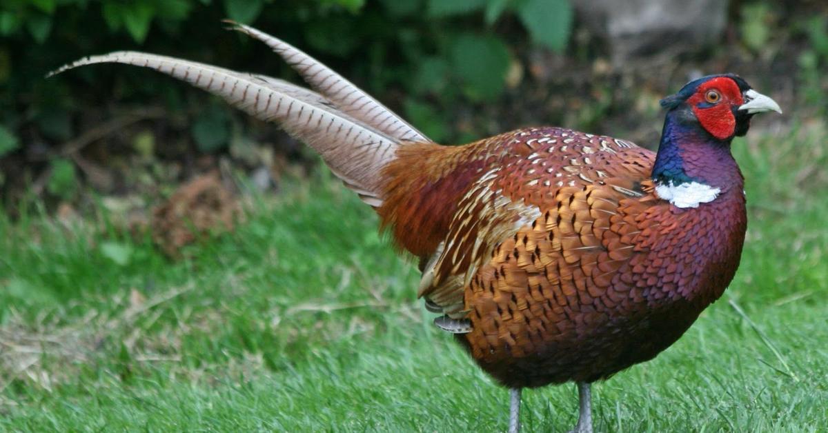 The fascinating Pheasant, scientifically known as Phasianus Colchicus.