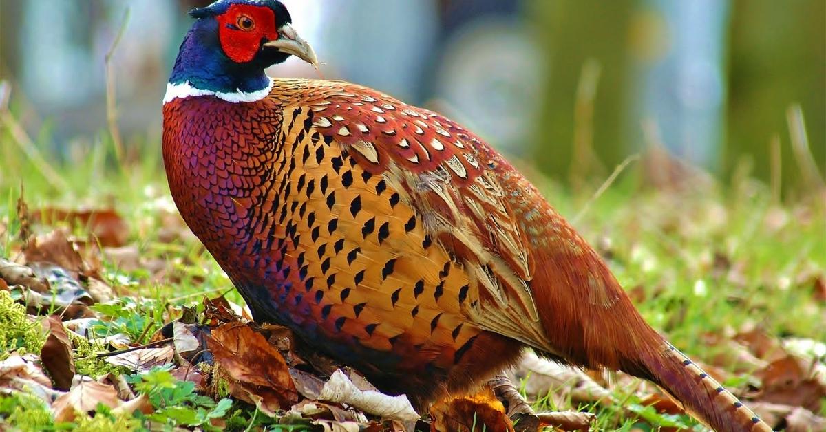 The Pheasant, a beautiful species also known as Faisan in Bahasa Indonesia.