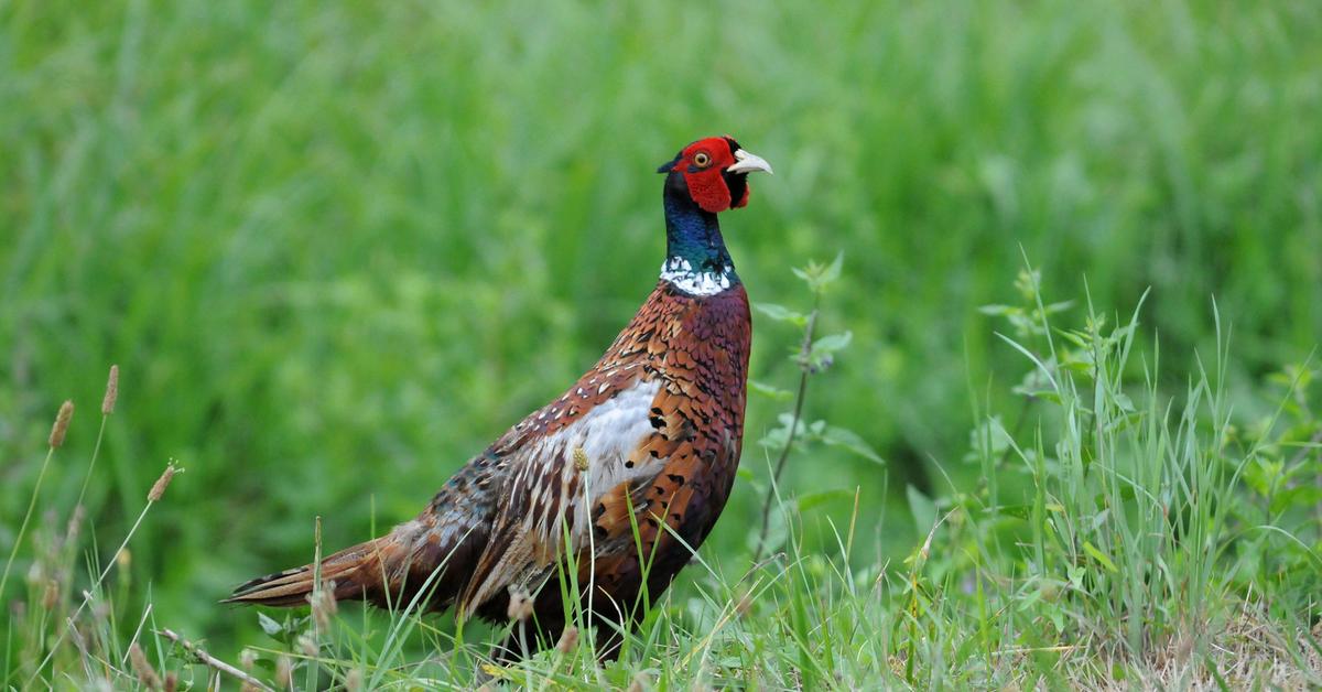 Graceful Pheasant, a creature with the scientific name Phasianus Colchicus.