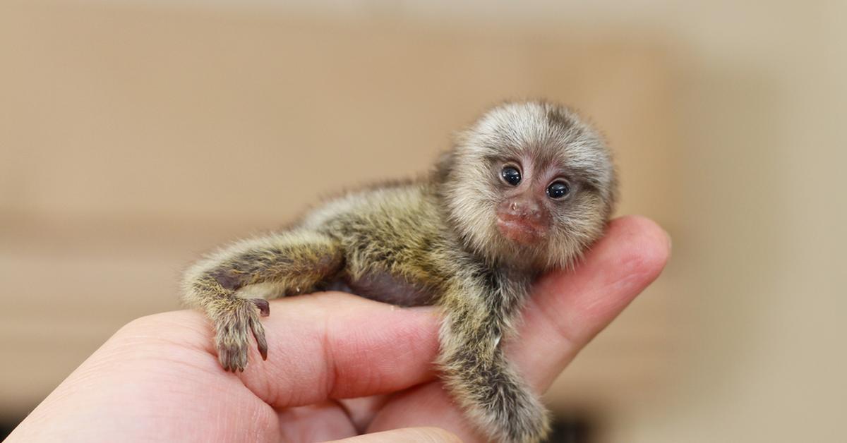 Unique portrayal of the Pygmy Marmoset, also called Marmoset Pygmy in Bahasa Indonesia.