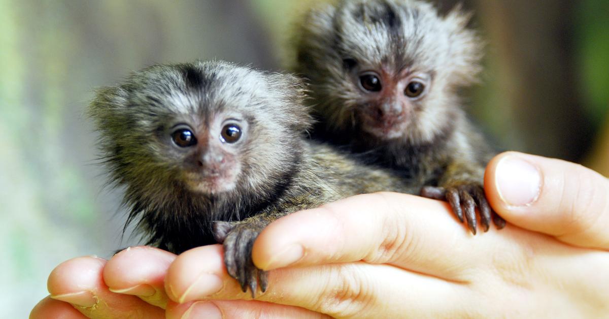 The Pygmy Marmoset, a beautiful species also known as Marmoset Pygmy in Bahasa Indonesia.