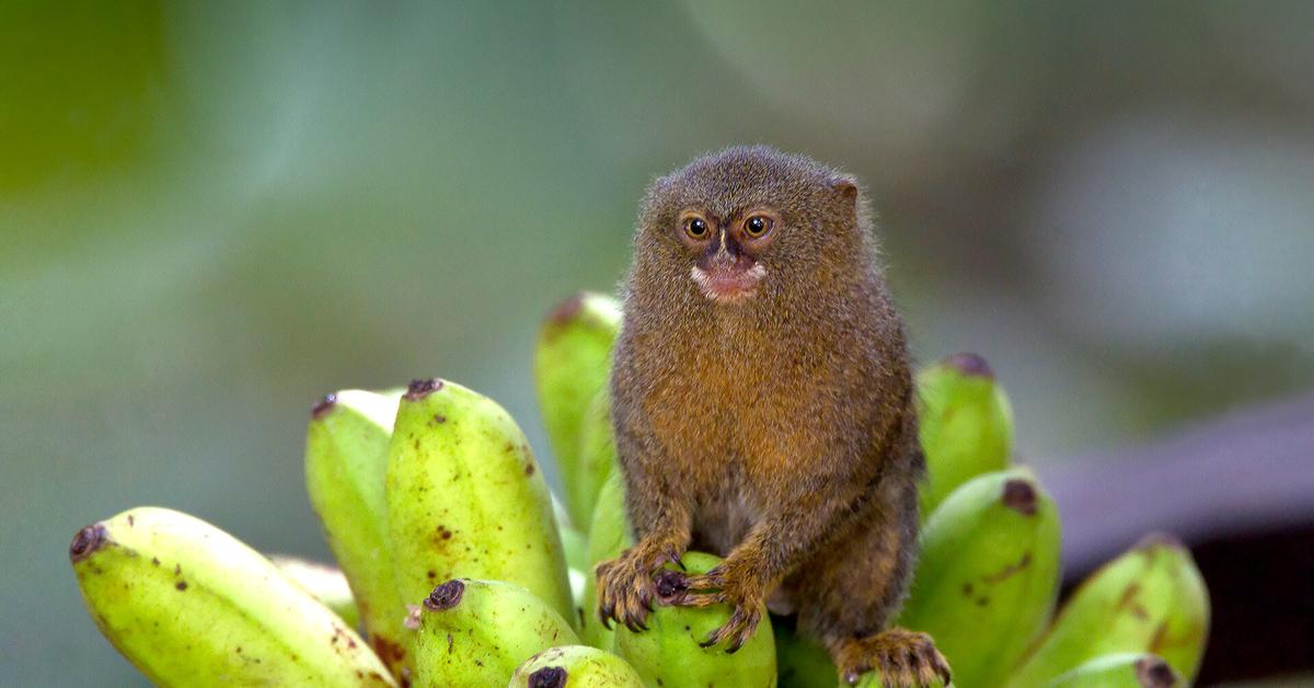 Splendid image of the Pygmy Marmoset, with the scientific name Callithrix pygmaea.